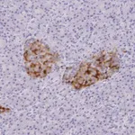 Merck Anti-SCG3 antibody produced in rabbit