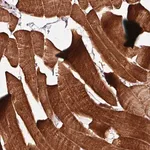 Merck Anti-TPM1 antibody produced in rabbit