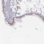 Merck Anti-LMNB1 antibody produced in rabbit