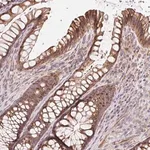 Merck Anti-LYPD5 antibody produced in rabbit