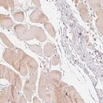 Merck Anti-DENND2C antibody produced in rabbit