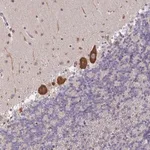 Merck Anti-LARP1 antibody produced in rabbit