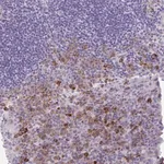 Merck Anti-FASLG antibody produced in rabbit