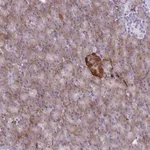 Merck Anti-FAM86B1 antibody produced in rabbit