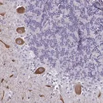 Merck Anti-CHD5 antibody produced in rabbit