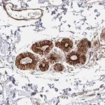 Merck Anti-ARHGAP35 antibody produced in rabbit