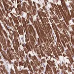 Merck Anti-MBTPS1 antibody produced in rabbit