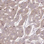 Merck Anti-GUCY1A3 antibody produced in rabbit