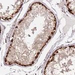 Merck Anti-ARHGAP35 antibody produced in rabbit