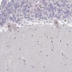Merck Anti-MYC antibody produced in rabbit