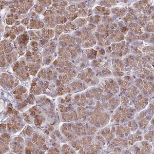 Merck Anti-CCDC85A antibody produced in rabbit