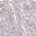 Merck Anti-SSH2 antibody produced in rabbit