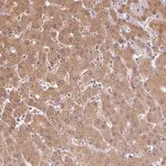 Merck Anti-DGUOK antibody produced in rabbit