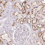 Merck Anti-SCPEP1 antibody produced in rabbit