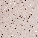 Merck Anti-PPIG antibody produced in rabbit