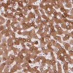 Merck Anti-ORM1 antibody produced in rabbit