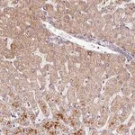 Merck Anti-C6orf222 antibody produced in rabbit