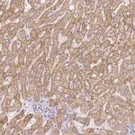 Merck Anti-ZNF280B antibody produced in rabbit