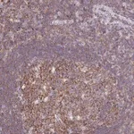 Merck Anti-TPRG1 antibody produced in rabbit
