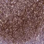 Merck Anti-EMILIN3 antibody produced in rabbit