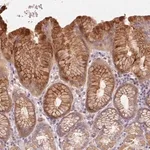Merck Anti-REP15 antibody produced in rabbit