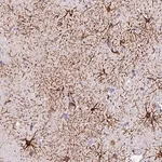 Merck Anti-KIAA0368 antibody produced in rabbit