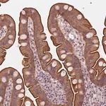 Merck Anti-C14orf79 antibody produced in rabbit