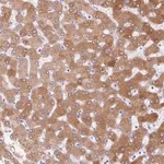 Merck Anti-LPA antibody produced in rabbit