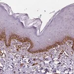 Merck Anti-EGFL8 antibody produced in rabbit
