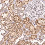 Merck Anti-RAB11A antibody produced in rabbit