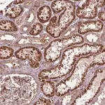 Merck Anti-CEP95 antibody produced in rabbit