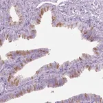 Merck Anti-TTC29 antibody produced in rabbit