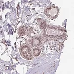 Merck Anti-KIAA0232 antibody produced in rabbit