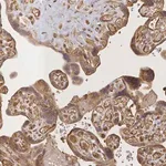 Merck Anti-CRH antibody produced in rabbit