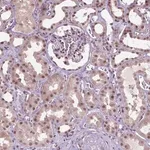 Merck Anti-UBQLN4 antibody produced in rabbit
