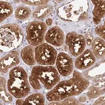 Merck Anti-LMO4 antibody produced in rabbit