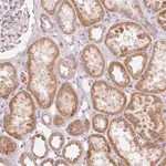 Merck Anti-GHITM antibody produced in rabbit