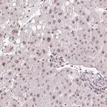 Merck Anti-RNF181 antibody produced in rabbit