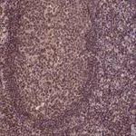 Merck Anti-CSTF2T antibody produced in rabbit