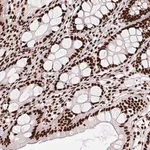Merck Anti-PAGE3 antibody produced in rabbit