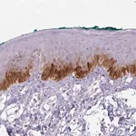 Merck Anti-TMEM45A antibody produced in rabbit
