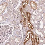 Merck Anti-UNC13B antibody produced in rabbit