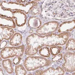 Merck Anti-GIPC2 antibody produced in rabbit