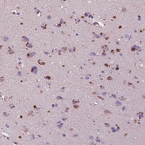 Merck Anti-TM4SF20 antibody produced in rabbit