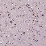 Merck Anti-TM4SF20 antibody produced in rabbit