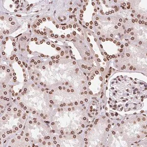 Merck Anti-LMNB2 antibody produced in rabbit