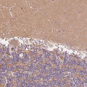 Merck Anti-GDAP1L1 antibody produced in rabbit