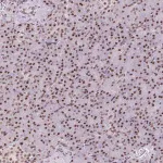 Merck Anti-TRA2B antibody produced in rabbit