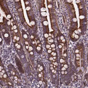 Merck Anti-AEBP1 antibody produced in rabbit