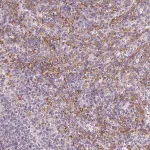 Merck Anti-IFNGR1 antibody produced in rabbit
